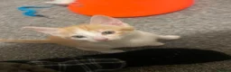 Mixed Breed cats for sale: 2 Female 1 Male in Towcester - Advert 4