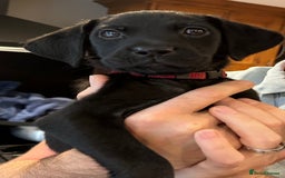 Mixed Breed dogs for sale: (Female) Labrador x Rottweiler READY TO GO in Oxted - Image 3
