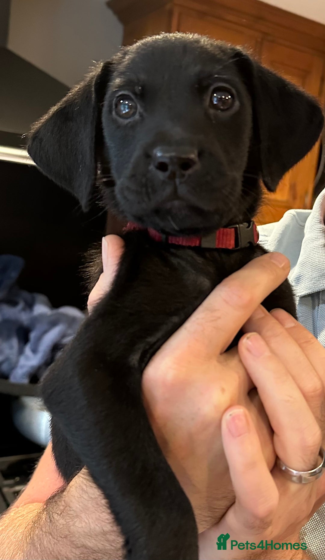 Mixed Breed dogs for sale: (Female) Labrador x Rottweiler READY TO GO in Oxted - Image 3