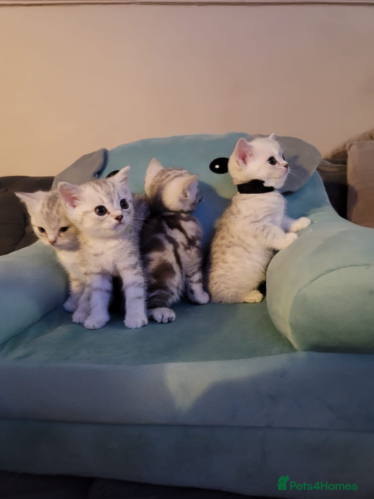 British Shorthair cats for sale: Beautiful kittens – 2 Boys & 2 Girls Ready Now  - Advert 8