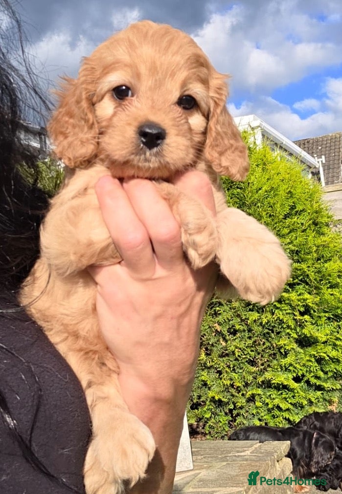 Cavapoo dogs Cavapoo pups - Advert 7