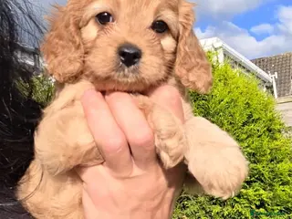 Cavapoo dogs Cavapoo pups - Advert 7