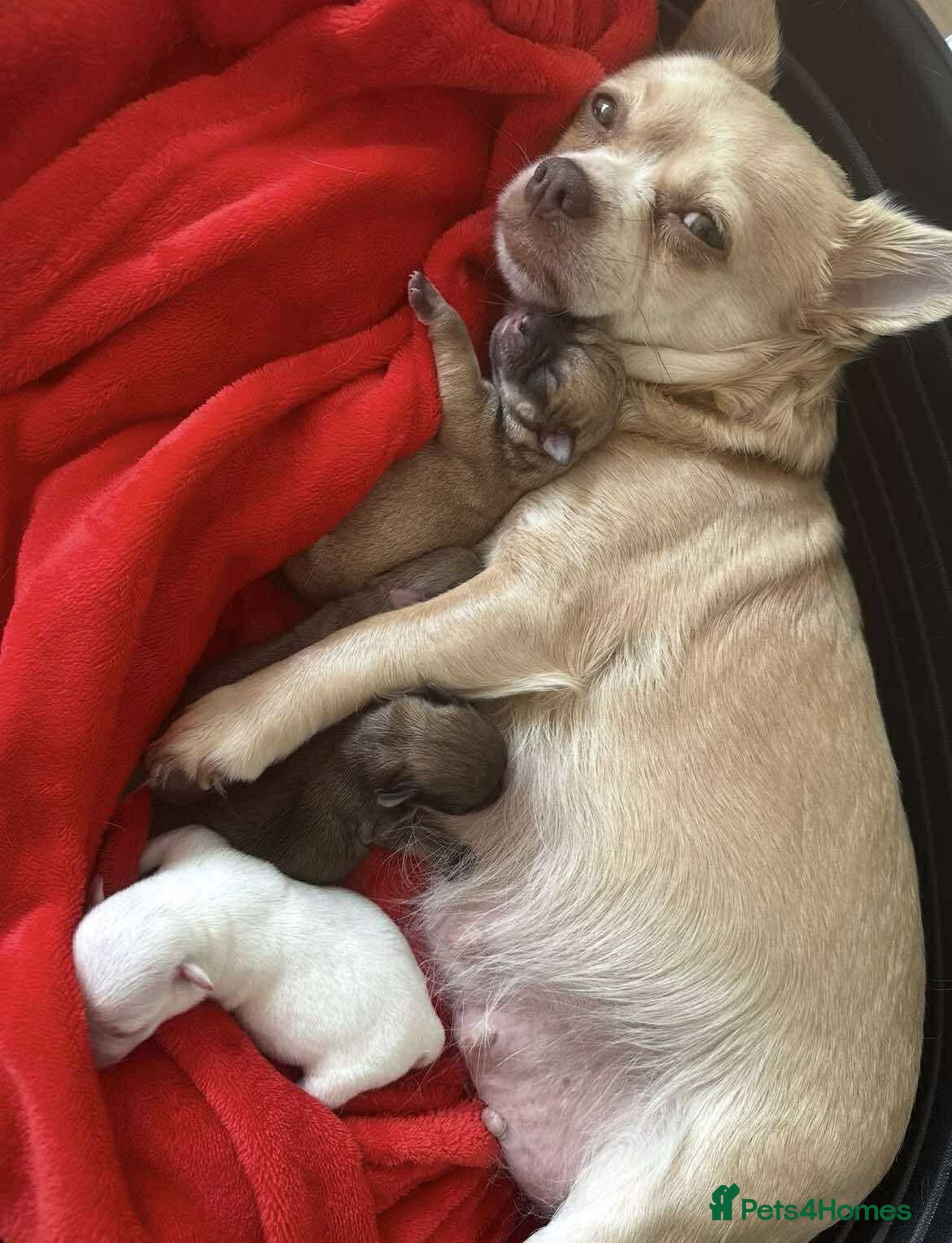 Chihuahua dogs **Miniature Chihuahua 4 BOYS 1 GIRL LEFT** - Advert 13