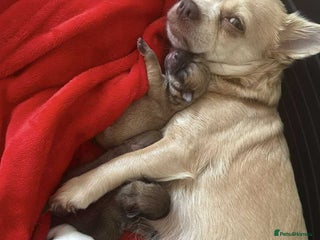 Chihuahua dogs Miniature Chihuahua Puppies - Advert 6