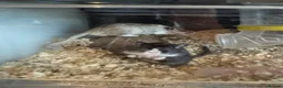 Gerbil rodents for sale: 2 male gerbils looking for a home - Advert 4