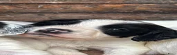 English Springer Spaniel dogs for sale: Striking Traditional English Springer Spaniel pups - Advert 5