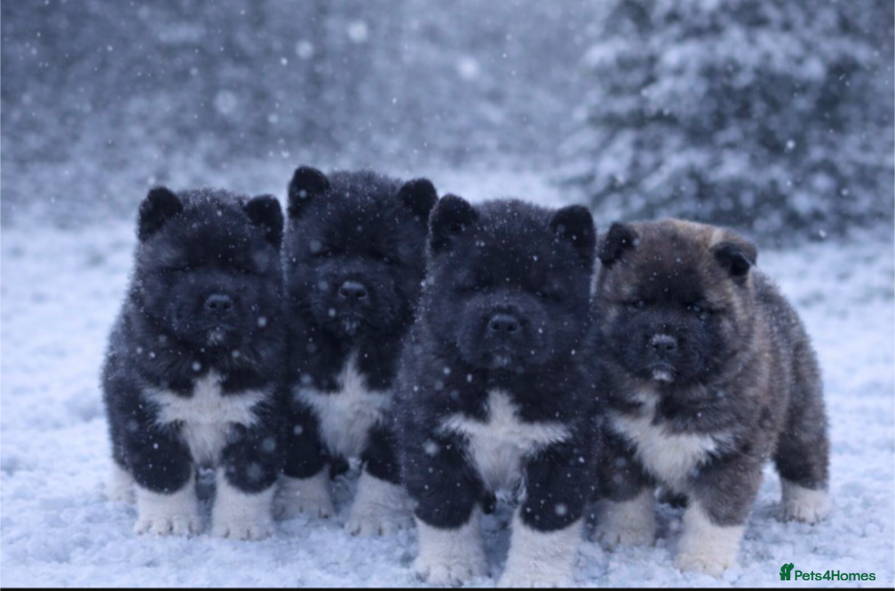 Akita dogs European Champions Bloodline American Akita's  - Advert 1