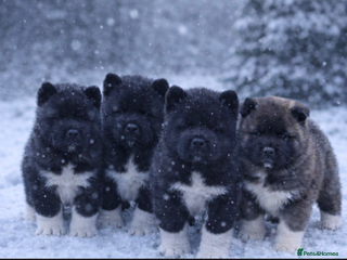 Akita dogs European Champions Bloodline American Akita's - Advert 2