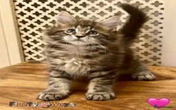 Maine Coon cats for sale: 🐾🦁 *TICA* MAINE COON KITTENS 🧬 DNA CLEAR 🦁🐾 - Image 23
