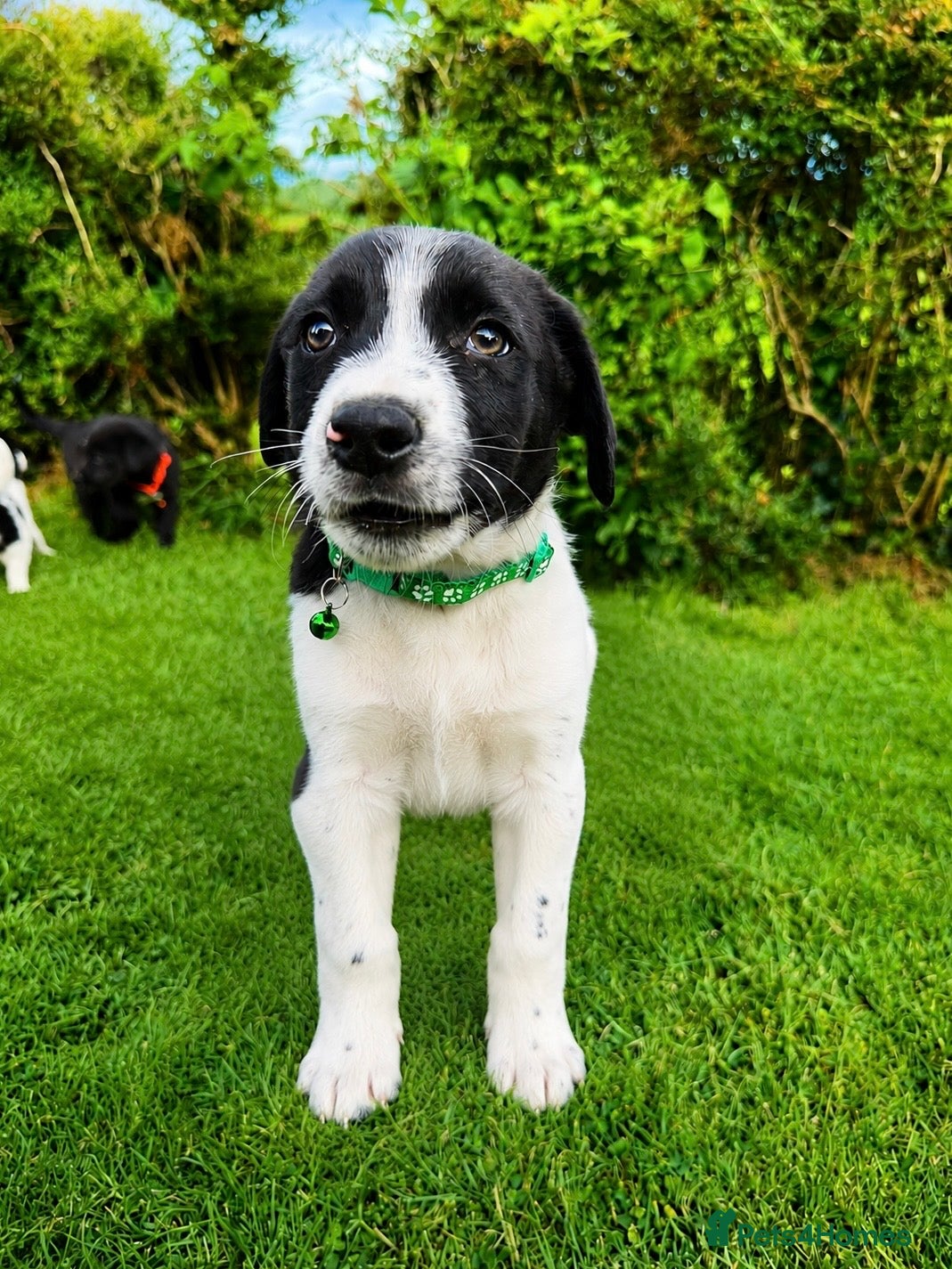 Border Collie dogs for sale: Border Collie Puppies Ready Now - Advert 8