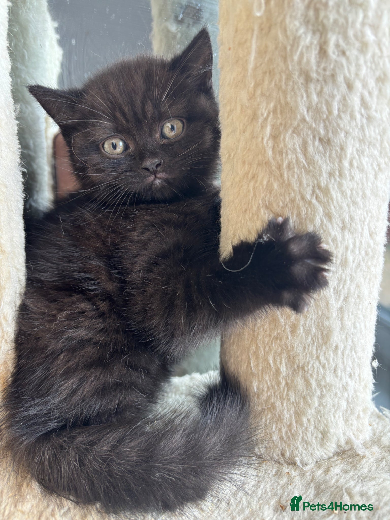 British Shorthair cats 😻Happy kittens 😻 - Advert 2