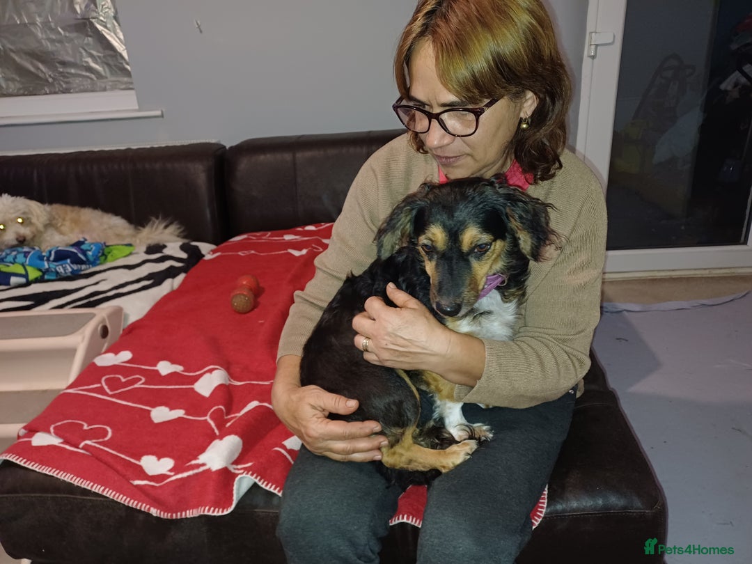 Mixed Breed dogs for adoption: Meet Sweet KATIA !  She needs a new Loving HOME... - Image 6