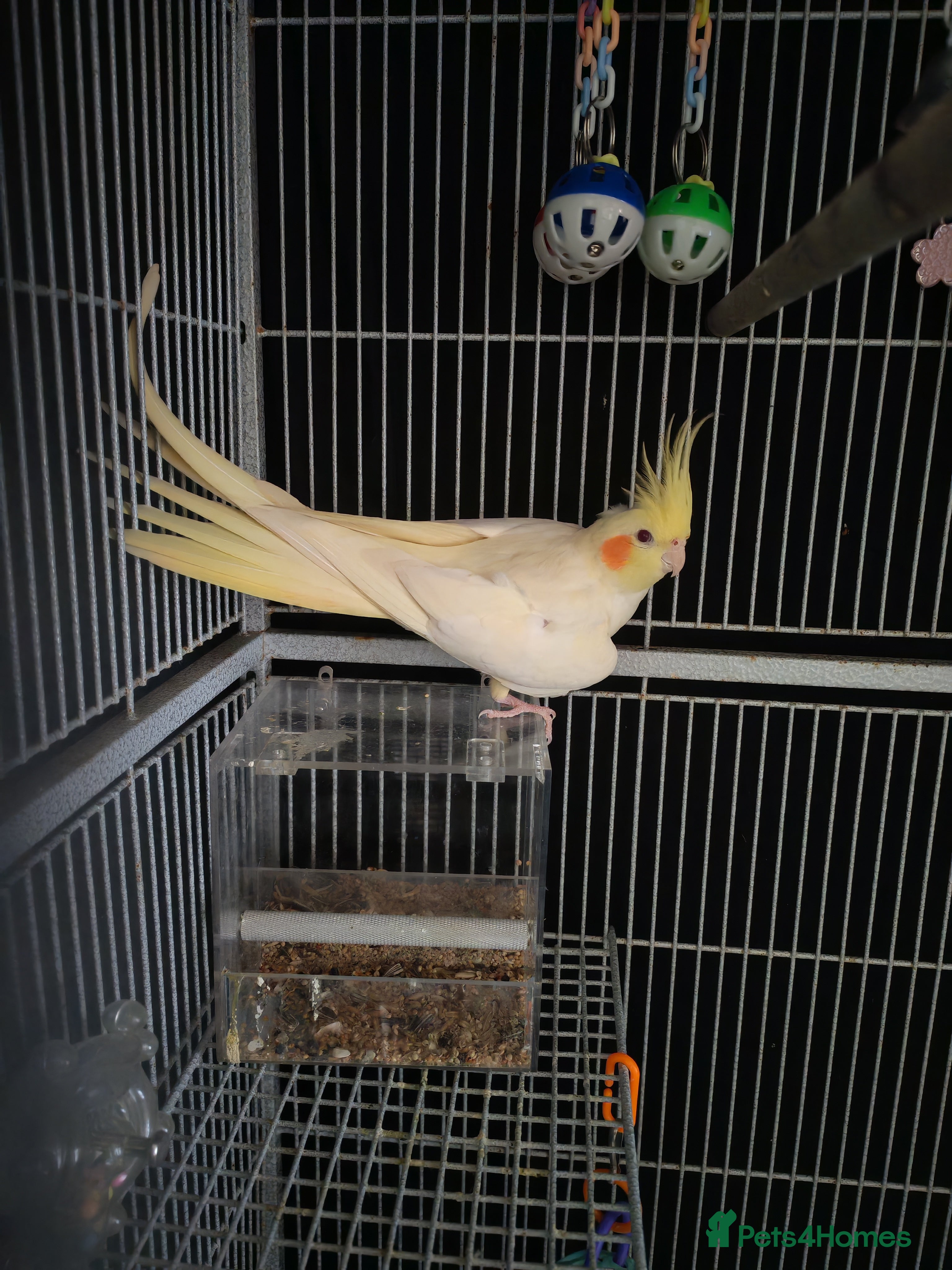 Cockatiels birds Pair of cockatiels - Advert 1