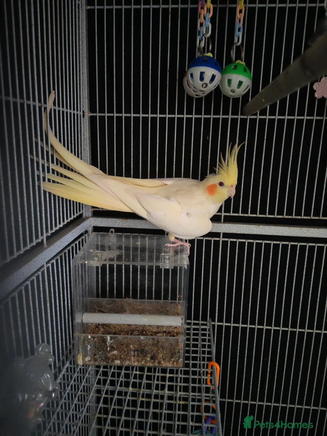 Cockatiels birds for sale: Pair of cockatiels - Advert 1