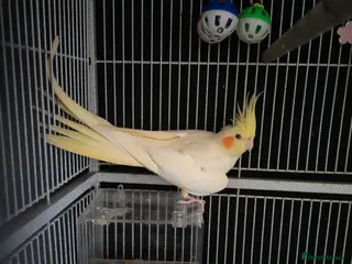 Cockatiels birds Pair of cockatiels - Advert 1