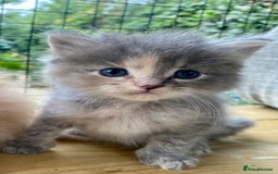 Ragcoon cats for sale: Ragdol Maincoon Cross - Image 4
