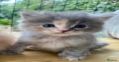 Ragcoon cats - Advert 8
