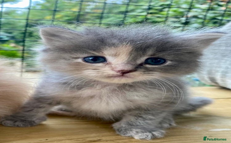 Ragcoon cats - Advert 1