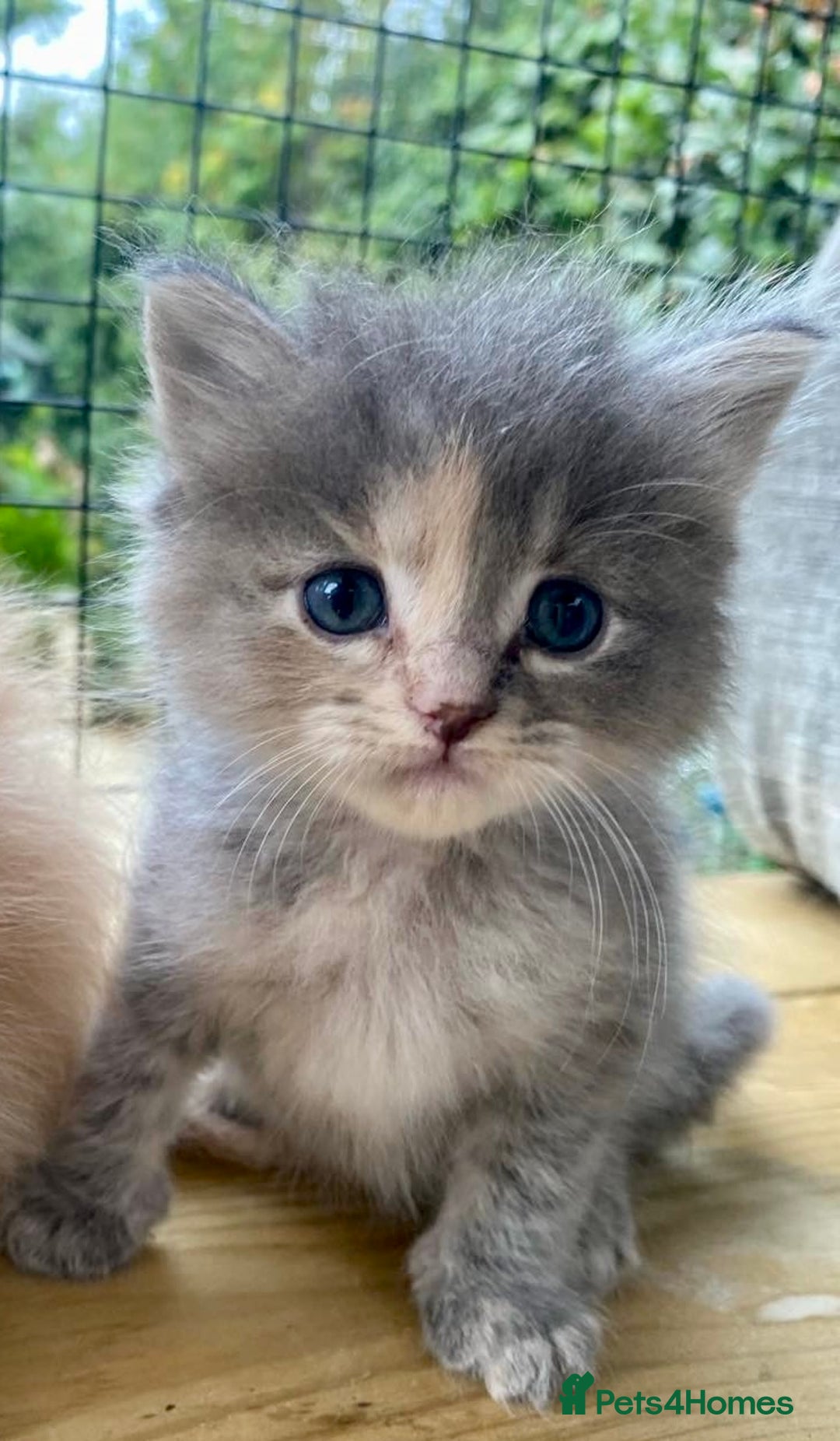 Ragcoon cats for sale: Ragdol Maincoon Cross - Image 4