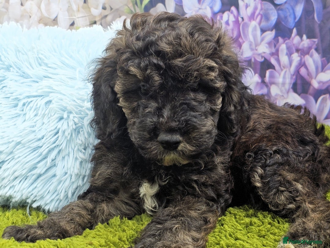 Cockapoo dogs for sale: READY NOW !! sable & brindle tri colour cockapoos - Image 17