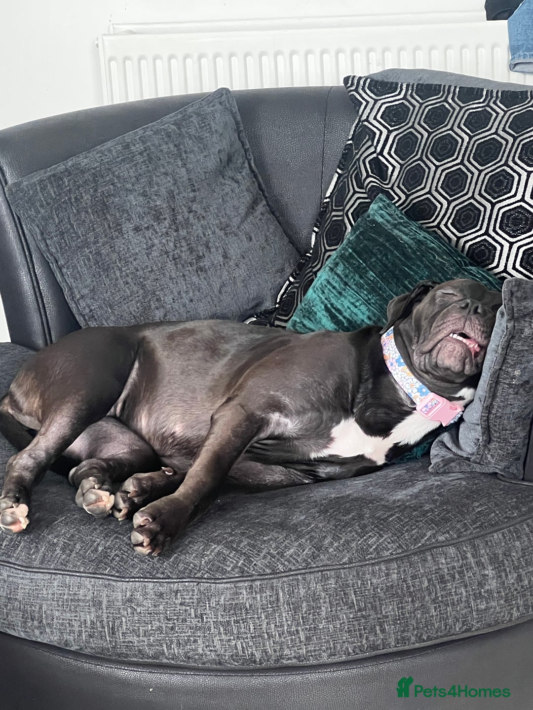 American Bully dogs for sale: American Bully- ‘Lady’ - Image 5