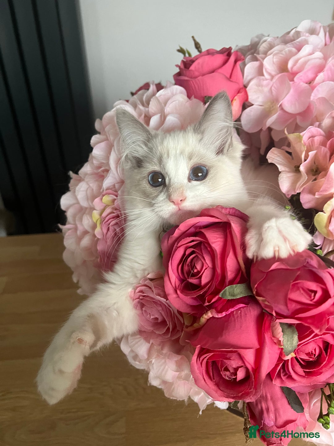 Ragdoll cats for sale: Registered Ragdoll kittens for sale - Image 7