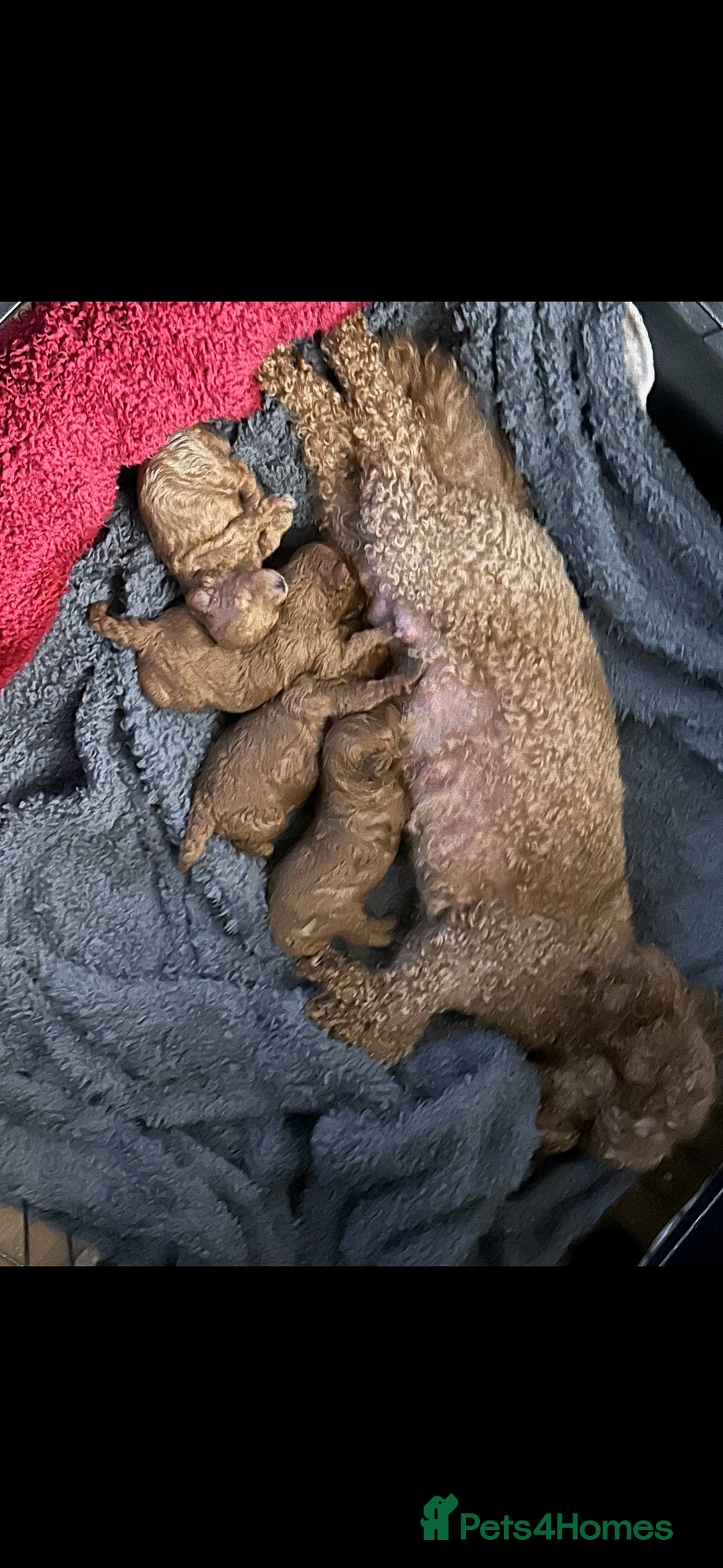 Toy Poodle dogs for sale: Red Toy poodle - Advert 1