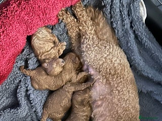 Toy Poodle dogs Red Toy poodle - Advert 1