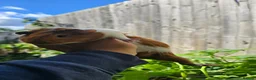 Guinea Pig rodents for sale: Baby Guinea.\nPigs - Advert 12