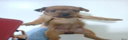 Patterjack dogs for sale: Patterjacks - Advert 16