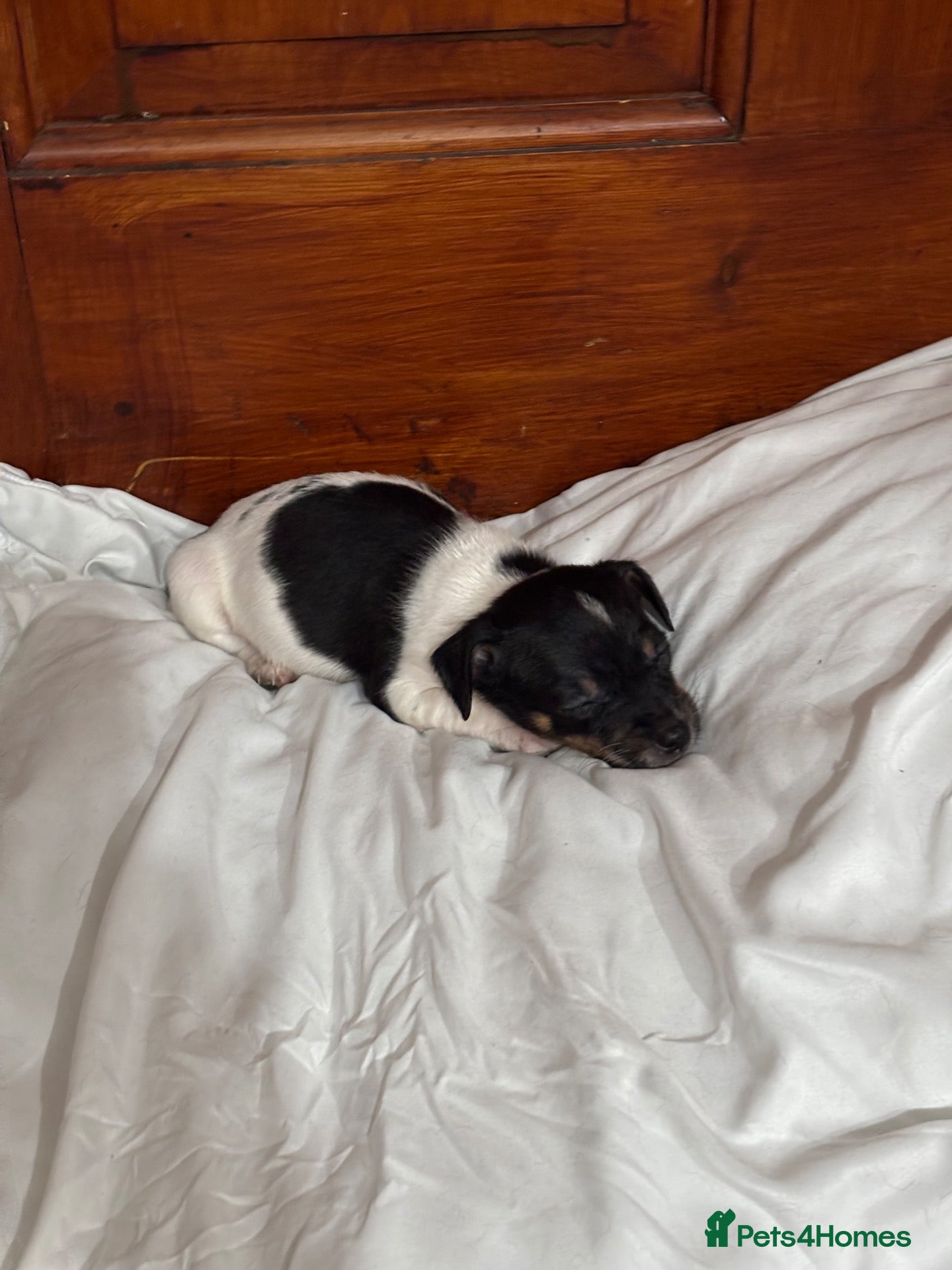Jack Russell dogs jack Russel puppies for sale  - Advert 2
