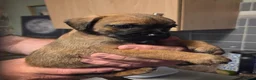 Border Terrier dogs for sale: Border terriers for sale  - Advert 4
