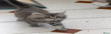 Maine Coon Kitten 3