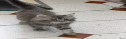 Maine Coon cats for sale: Maine Coon kittens - Advert 33