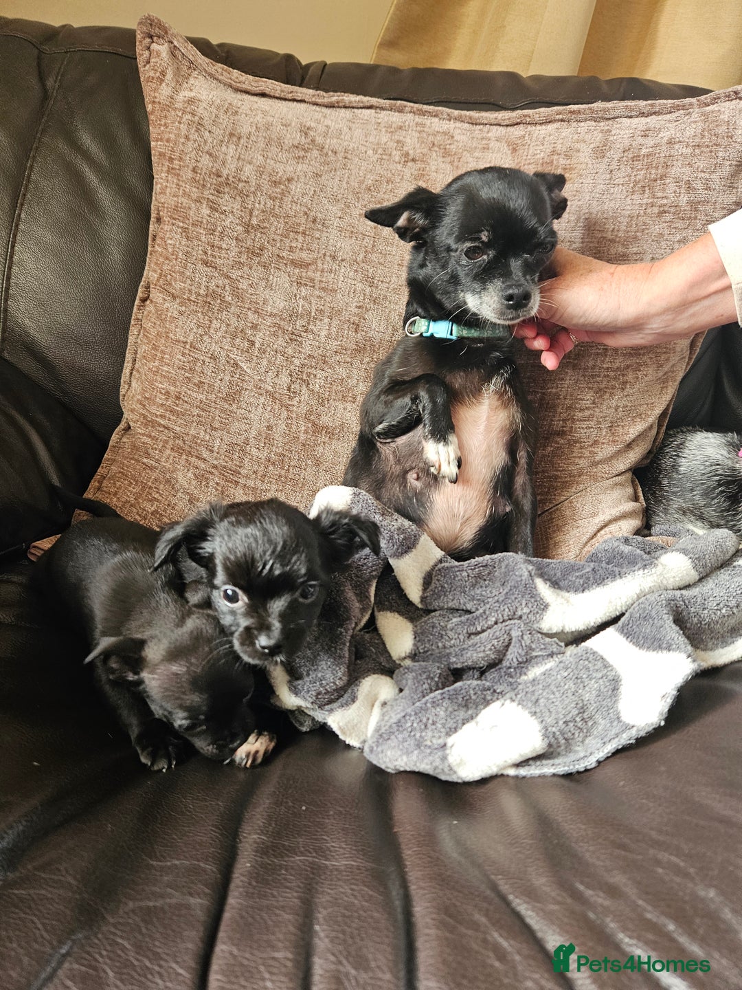Chihuahua dogs for sale: Chihuahua puppies  - Image 4