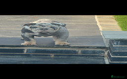 English Bulldog dogs for sale: Grey Merle male english bulldog puppy - Image 36