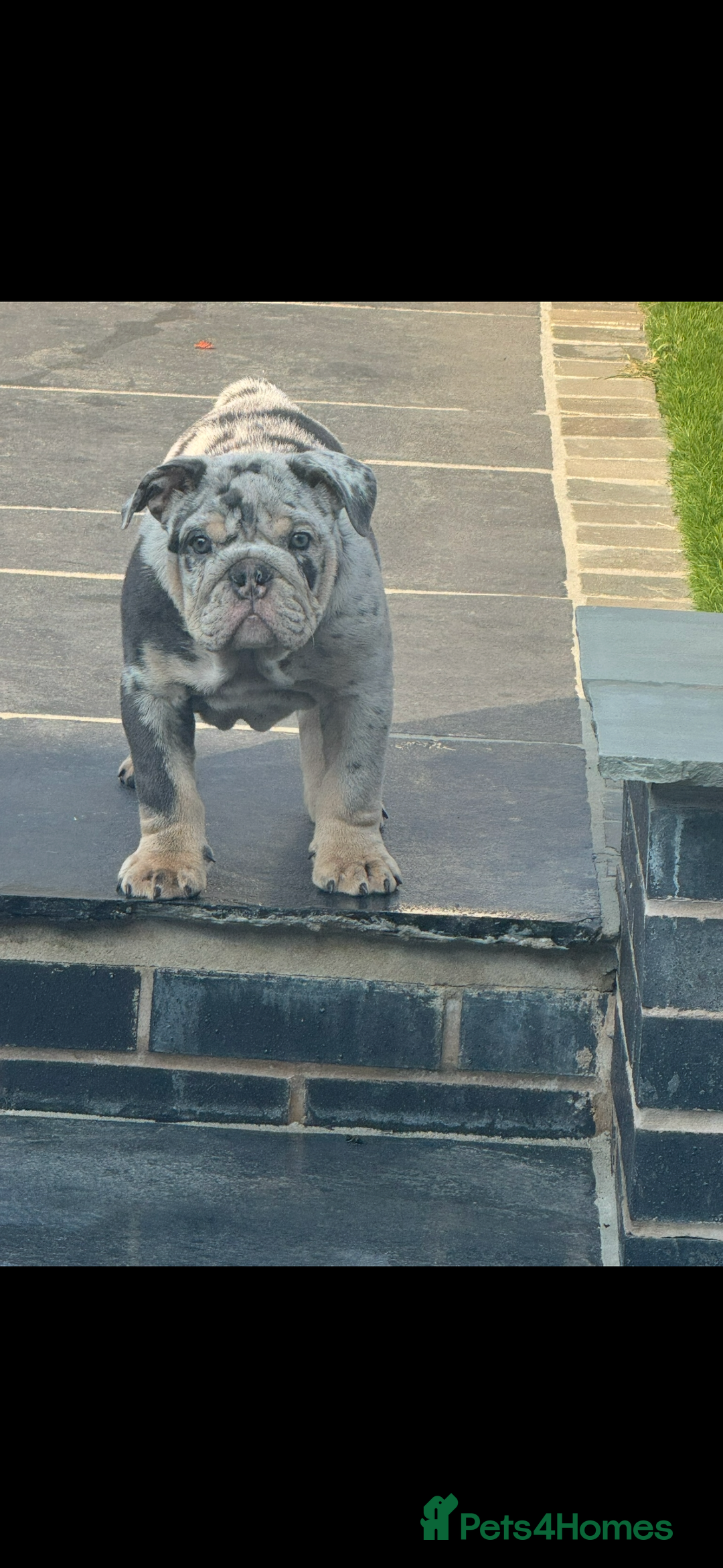 English Bulldog dogs for sale: Grey Merle male english bulldog puppy - Image 36