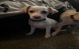 Mixed Breed dogs for adoption: Meet Hooper, currently residing in Cheshire  - Image 4