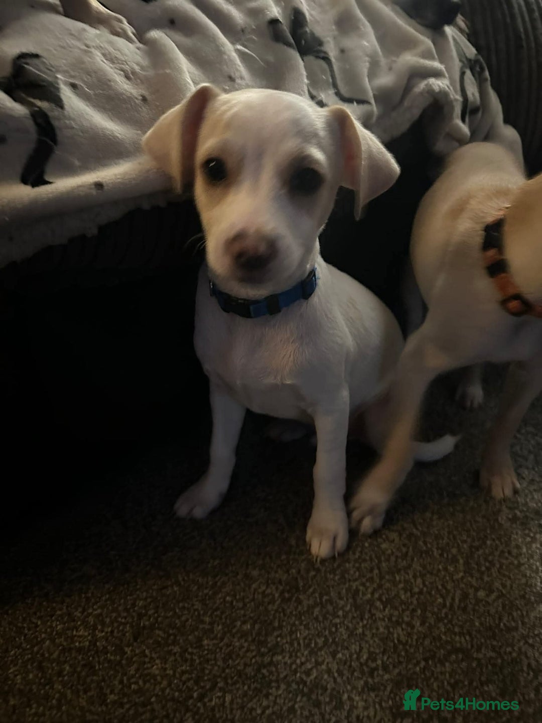 Mixed Breed dogs for adoption: Meet Hooper, currently residing in Cheshire  - Image 4