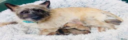 Cairn Terrier dogs for sale: Pedigree Cairn Terrier Male Puppies - Advert 3