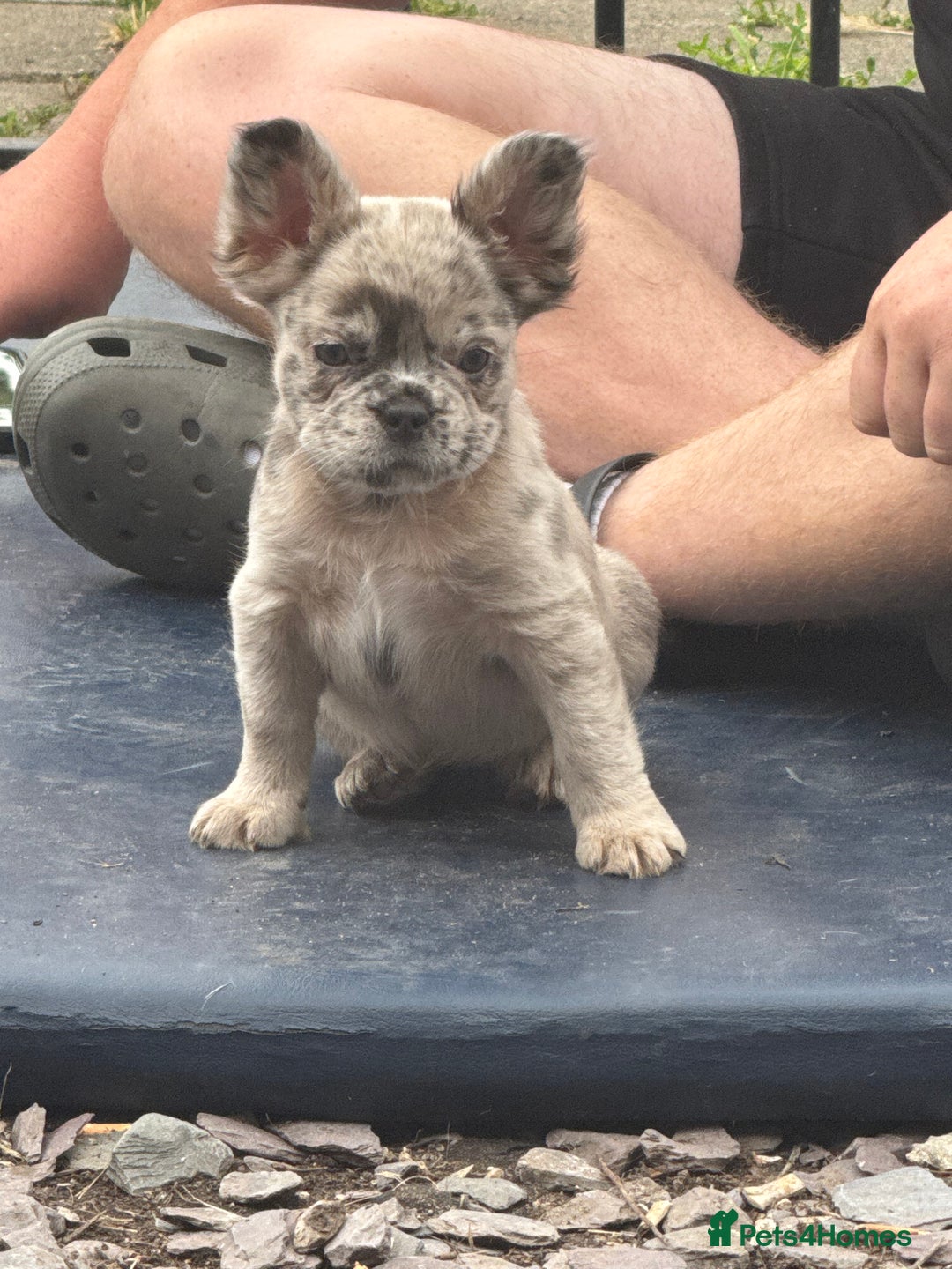 French Bulldog dogs for sale: L4/L5 Fluffy Frenchies - Image 21