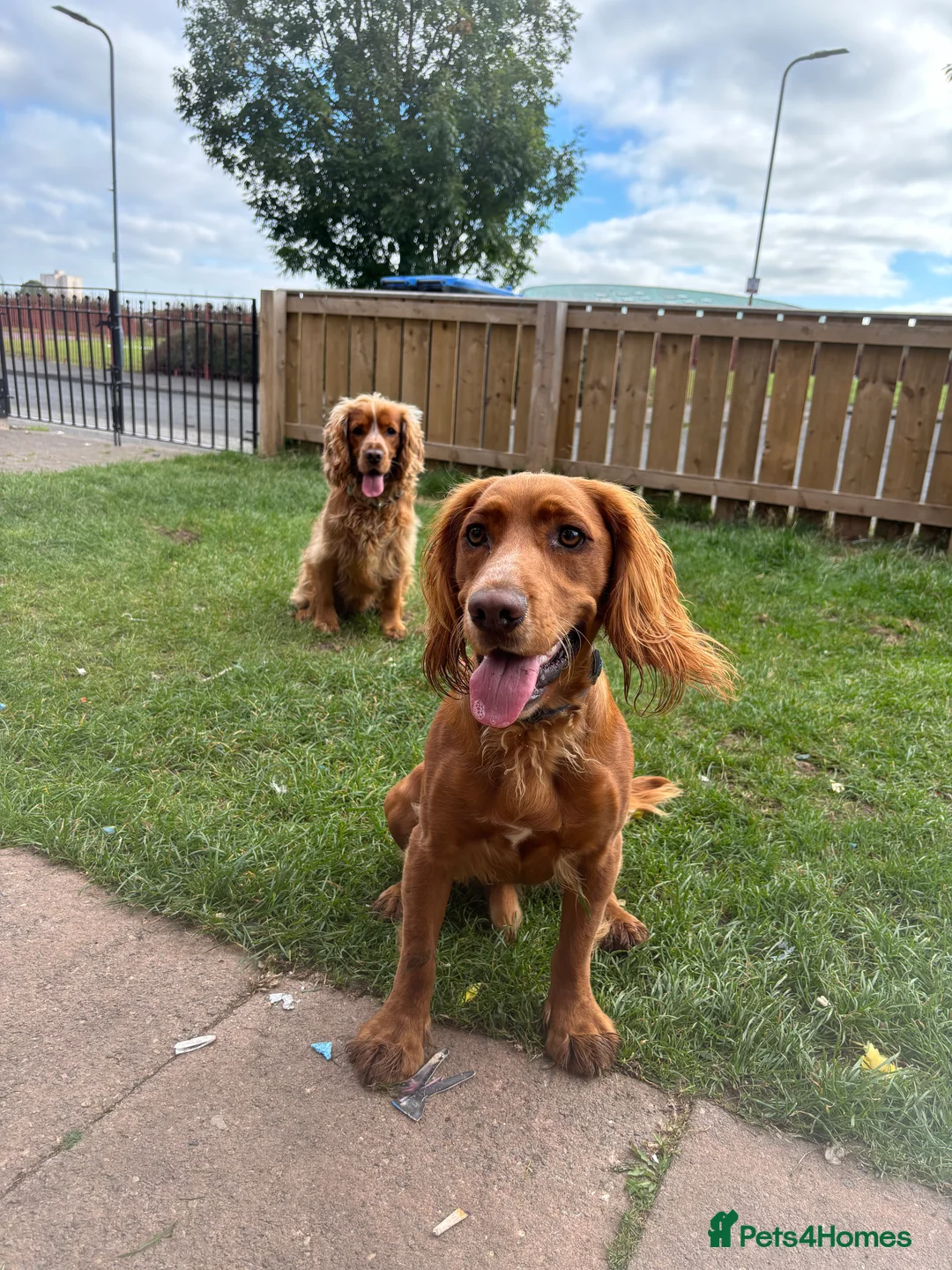 Cocker Spaniel dogs for sale: Juke  - Advert 12