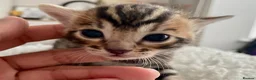 Bengal cats for sale: 🔥🏆Luxury Bengal Boys Ready🏆🔥 in Birmingham - Advert 5