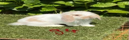 Mini Lop rabbits for sale: Pure bred mini lops baby Rabbits. - Advert 22