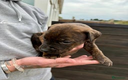 Mixed Breed dogs for sale: Outstanding quality litter of twelve pups - Image 26