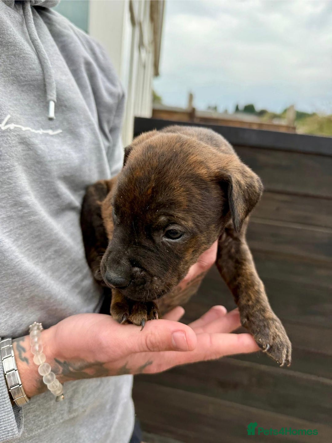 Mixed Breed dogs for sale: Outstanding quality litter of twelve pups - Image 26