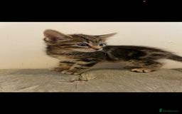 Mixed Breed cats for sale: Kittens ready now  - Image 3