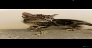 Mixed Breed cats - Advert 5