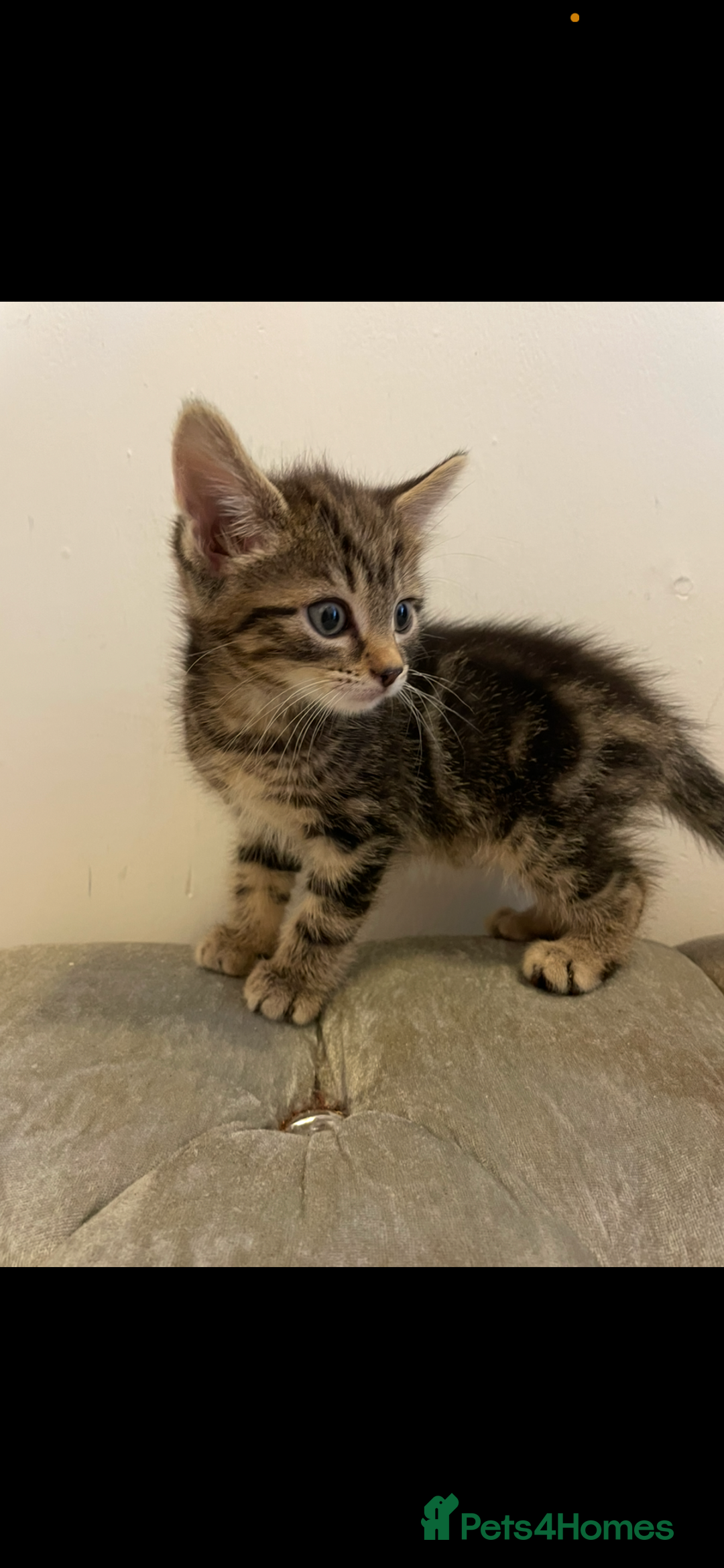 Mixed Breed cats for sale: Kittens ready now  - Image 3