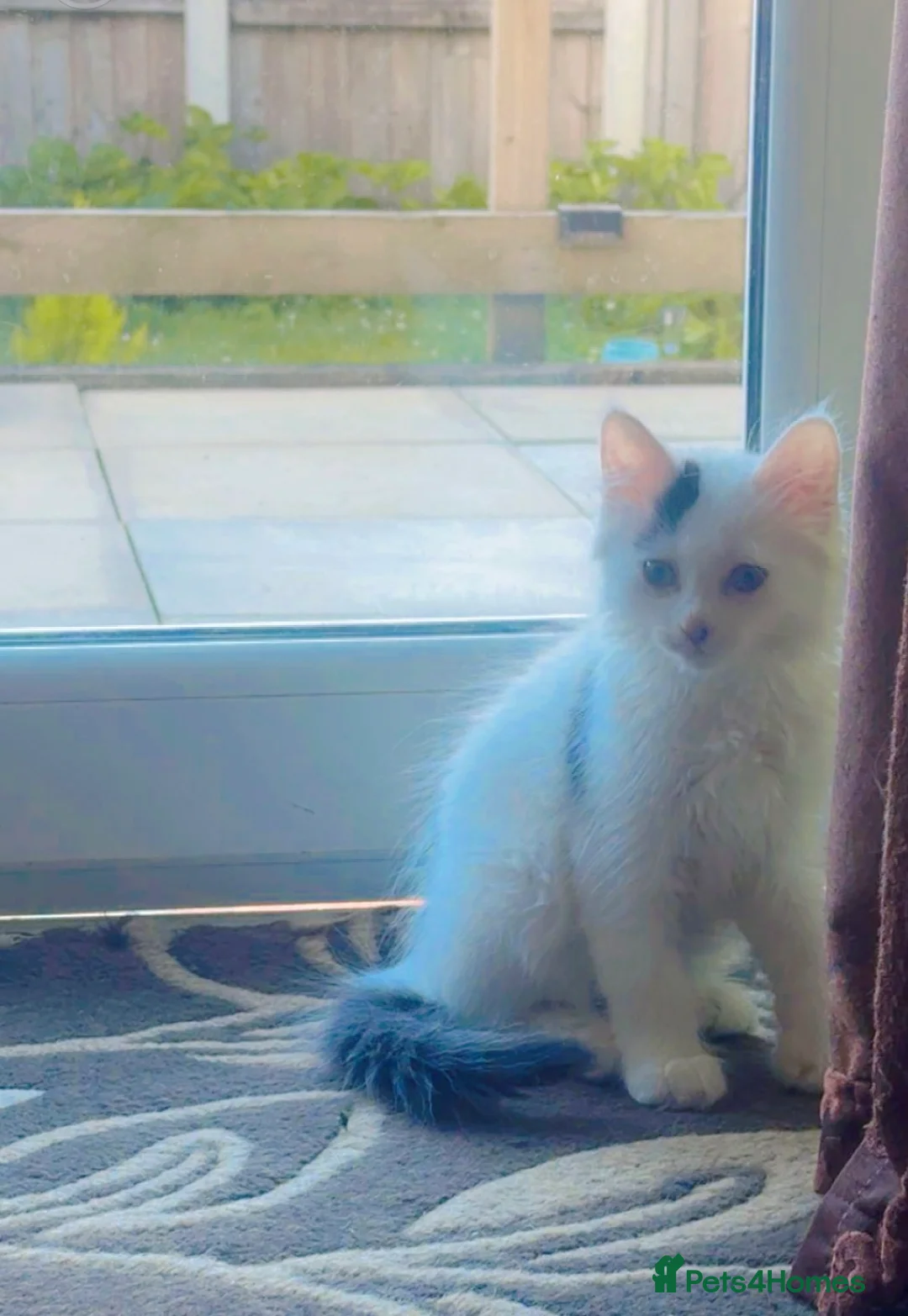 Mixed Breed cats for sale: Male white kitten  - Advert 2